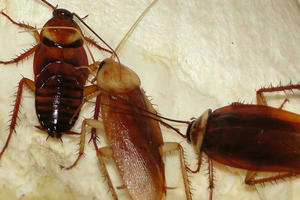 成都灭蟑螂公司是怎么治理蟑螂的？