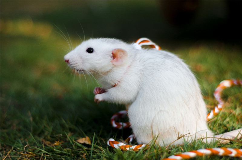 老鼠防治：这些气味，可以让老鼠原理你的家门