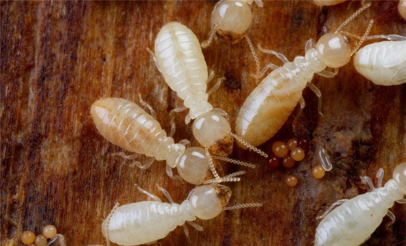 防白蚁也要讲究策略，做好这几个方面的白蚁防护措施才是关键！