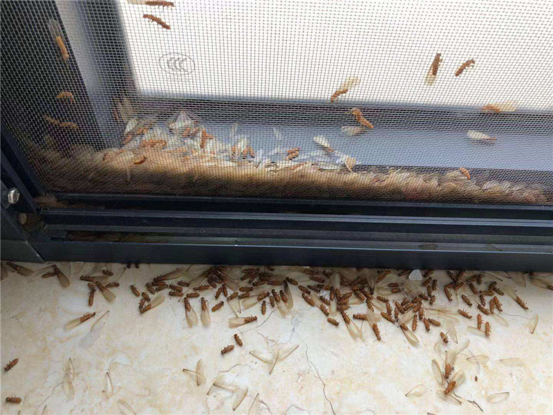 新建房屋的白蚁防治工作该怎么做？从这三个方面着手可以有效的防治白蚁危害！