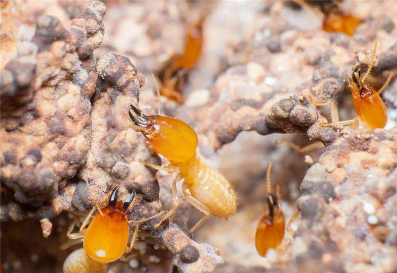 什么样的灭白蚁方式效果好？这些物理灭白蚁的方式你都知道吗？