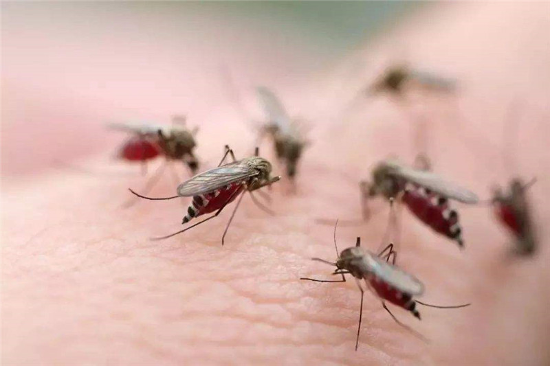 害虫防治公司告诉你：什么样的环境会导致害虫滋生泛滥？