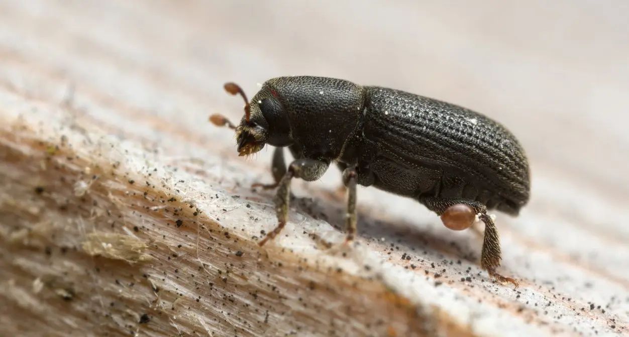 为什么这些害虫都喜欢木制家具呢？木材发生虫害的原因有哪些？